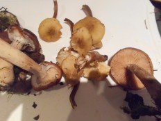 Armillaria cepistipes - Опенок луковичноногий