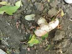 Agaricus bitorquis - Шампиньон двукольцевой