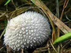 Дождевик ежевидно-колючий (Lycoperdon echinatum)