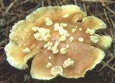 Сизигоспора гриболюбивая (Syzygospora mycetophila)