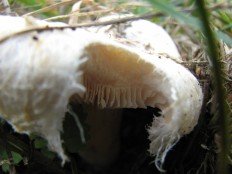 Lactarius pubescens - Волнушка белая