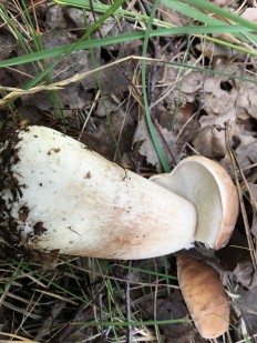Boletus reticulatus - Белый гриб дубовый (Боровик сетчатый)
