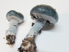 Stropharia aeruginosa - Строфария сине-зеленая