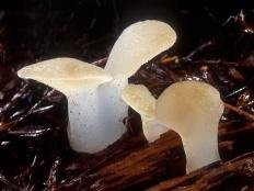 Псевдоежовик студенистый (Ложноежовик) (Pseudohydnum gelatinosum)
