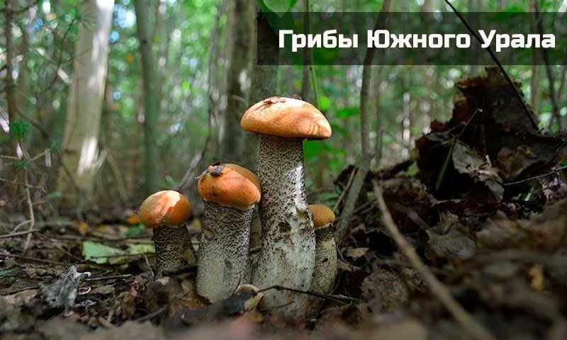грибы Южного Урала