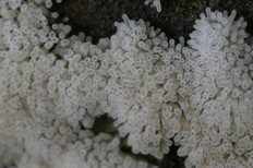 Ceratiomyxa fruticulosa - Цератиомикса кустарничковая