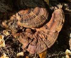 Ganoderma resinaceum - Ганодерма смолистая