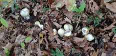 Amanita phalloides - Бледная поганка
