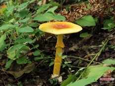 Цезарский гриб дальневосточный (Amanita caesareoides)