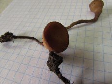 Dumontinia tuberosa - Склеротиния клубневая