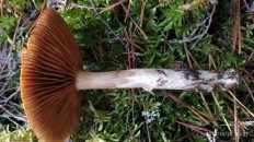 Cortinarius mucosus - Паутинник слизистый