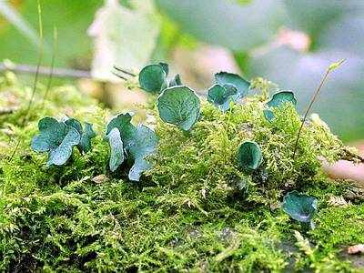 Хлороцибория сине-зеленая Chlorociboria aeruginosa 