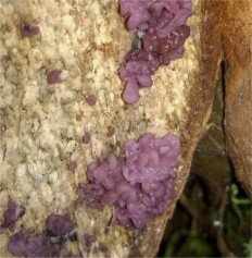 Ascocoryne sarcoides - Аскокорине мясная