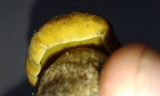 Leccinellum crocipodium - Обабок чернеющий