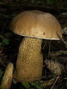 Жёлчный гриб (Tylopilus felleus)