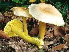 Рядовка серно-жёлтая (Tricholoma sulphureum)