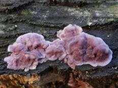 Стереум пурпурный (Chondrostereum purpureum)
