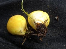 Lycoperdon flavotinctum - Дождевик желтоокрашенный