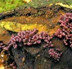 Аскокорине мясная (Ascocoryne sarcoides)
