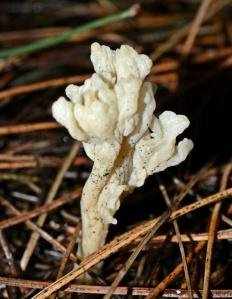 Клавулина морщинистая (Clavulina rugosa)