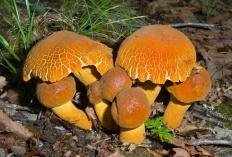 Обабок дальневосточный (Rugiboletus extremiorientalis)