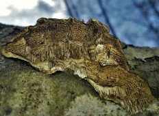 Цериопорус мягкий (Cerioporus mollis)