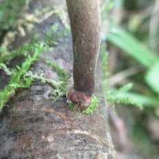 Cerioporus varius - Трутовик изменчивый