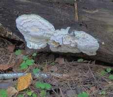 Amyloporia sinuosa - Белый домовой гриб