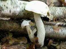 Подберезовик белый (Leccinum holopus)