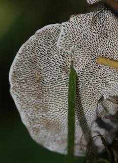 Трутовик бугристый (Daedaleopsis confragosa)