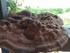 Ganoderma applanatum - Трутовик плоский