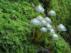 Мицена клейкая (Mycena viscosa)