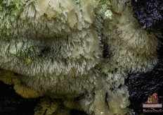 Цератиомикса кустарничковая (Ceratiomyxa fruticulosa)