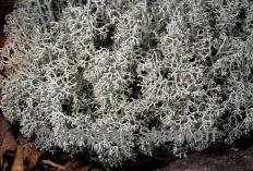 Ягель (Cladonia rangiferina)