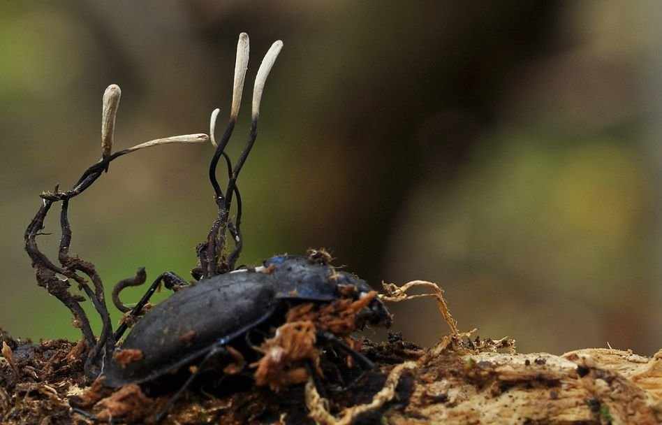 Кордицепс серо-пепельный (Cordyceps entomorrhiza)
