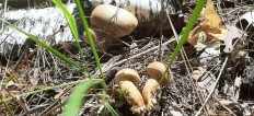 Tylopilus felleus - Жёлчный гриб