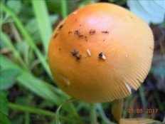 Amanita crocea - Поплавок шафрановый