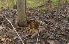 Шапочка сморчковая (Verpa bohemica)