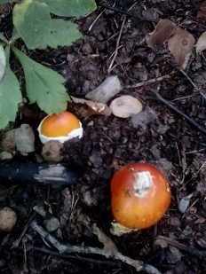Amanita caesareoides - Цезарский гриб дальневосточный