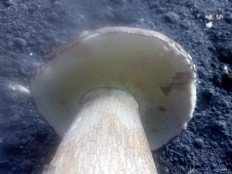 Boletus reticulatus - Белый гриб дубовый (Боровик сетчатый)