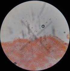 Tricholoma umbonatum - Рядовка горбатая
