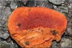 Трутовик киноварно-красный (Pycnoporus cinnabarinus)