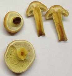 Hypholoma fasciculare - Ложноопёнок серно-жёлтый