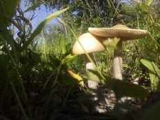 Amanita crocea - Поплавок шафрановый