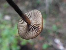 Миксомфалия гаревая (Myxomphalia maura)