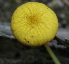 Плютей золотистожилковый (Pluteus chrysophlebius)