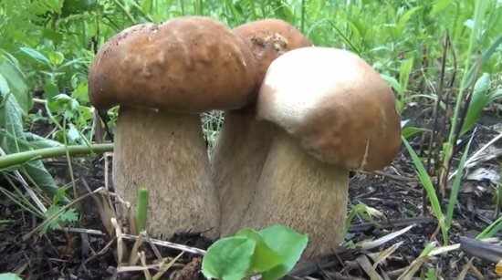 Видео: Белый гриб