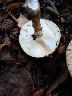 Echinoderma asperum - Лепиота острочешуйчатая