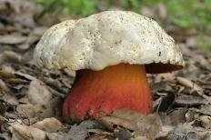 Сатанинский гриб (Rubroboletus satanas)