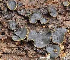 Катинелла оливковая (Catinella olivacea)